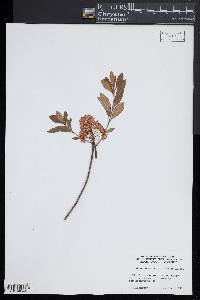 Rhododendron micranthum image