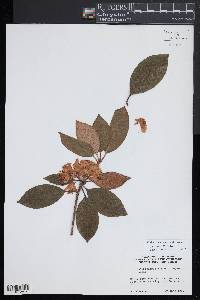 Rhododendron minus image