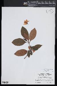 Rhododendron minus image