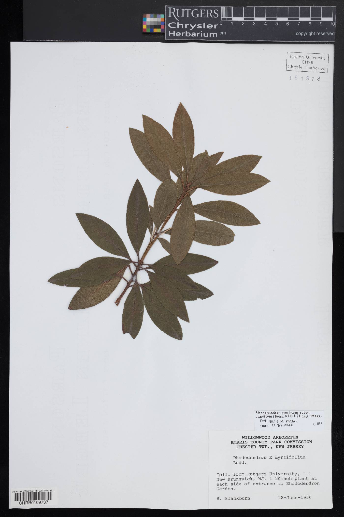 Rhododendron ponticum image