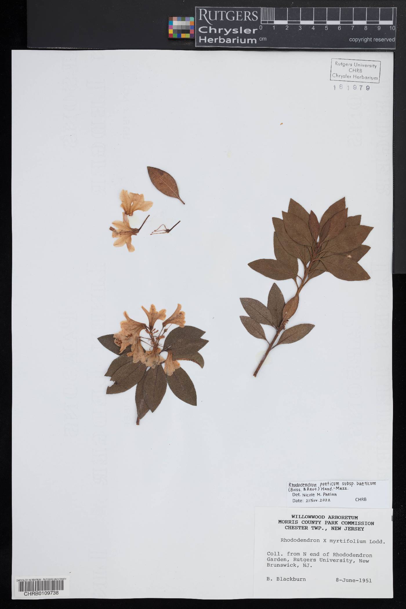 Rhododendron ponticum image