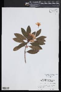 Rhododendron ponticum image