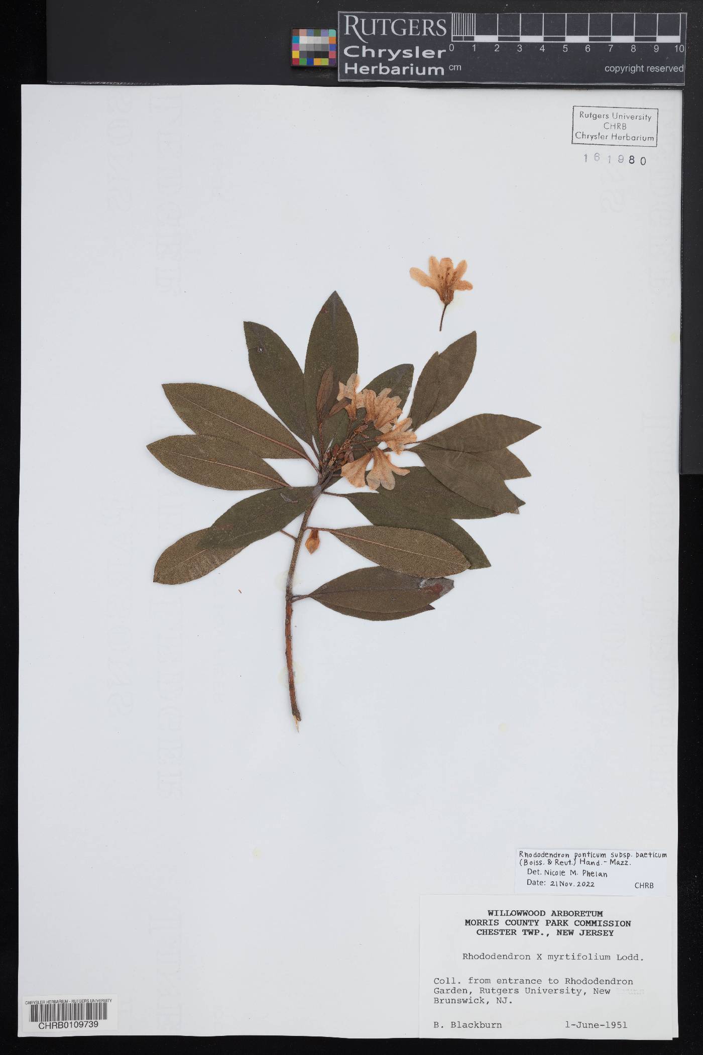 Rhododendron ponticum subsp. baeticum image