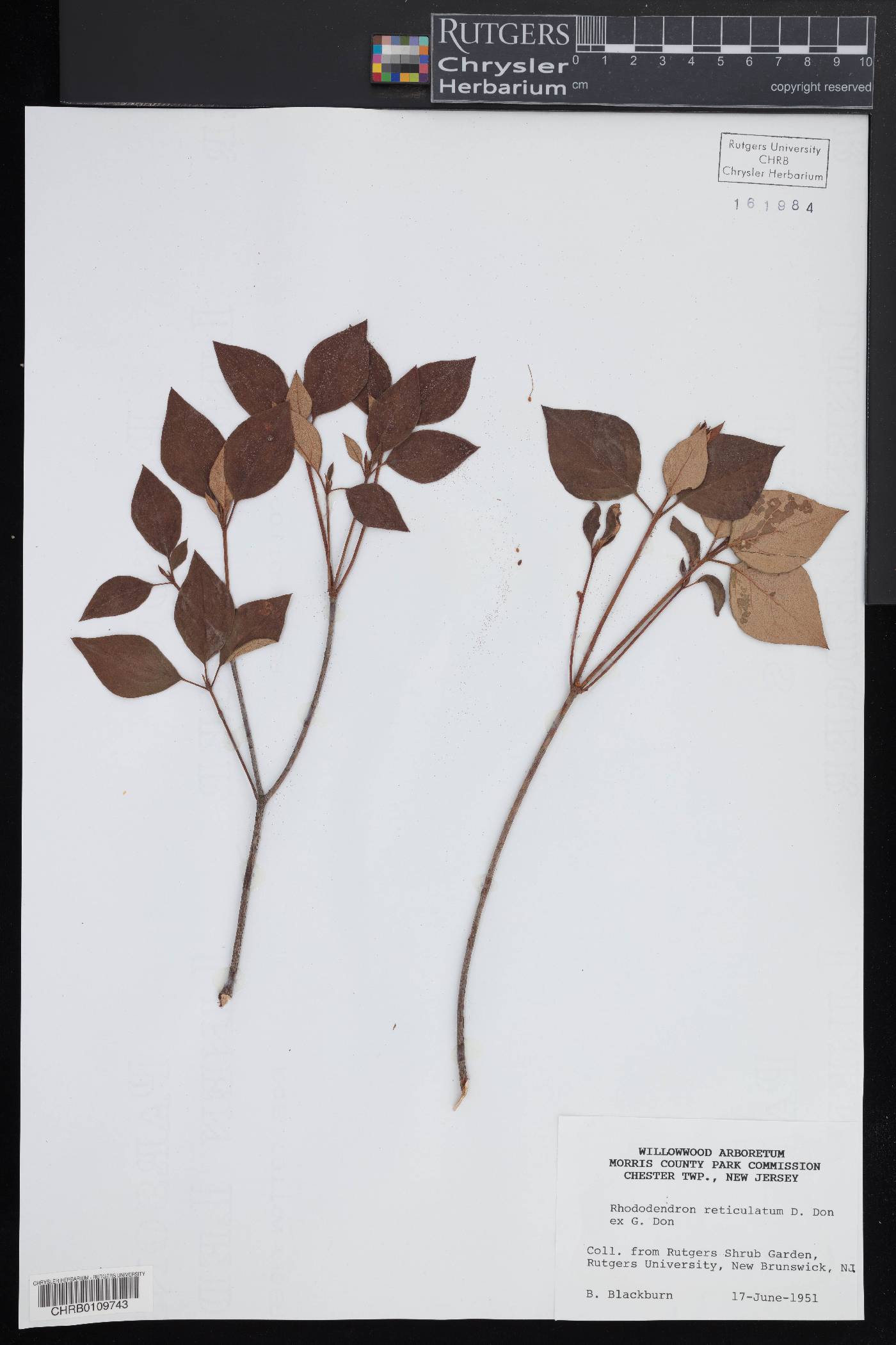 Rhododendron reticulatum image