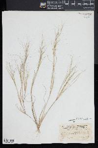 Aristida oligantha image