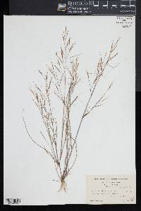 Aristida oligantha image