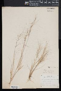 Aristida oligantha image