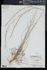 Aristida purpurascens image