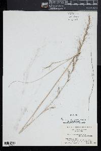 Aristida purpurascens image