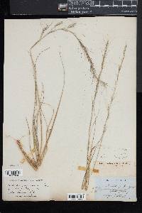 Aristida purpurascens image