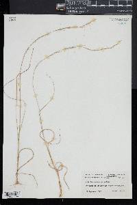 Aristida purpurascens image