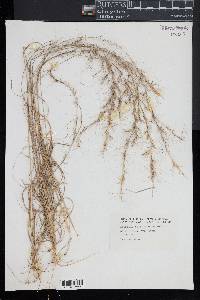 Aristida purpurascens image