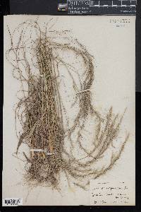 Aristida purpurascens image