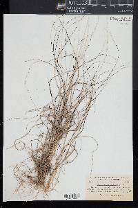 Aristida purpurascens image