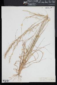 Aristida purpurascens image