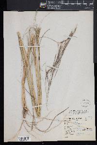 Aristida ternipes image