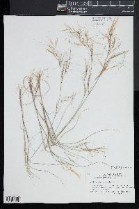 Aristida tuberculosa image