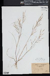 Aristida tuberculosa image