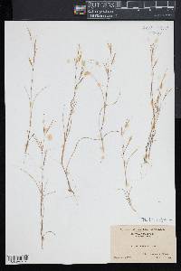 Aristida tuberculosa image