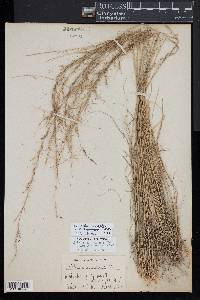 Aristida virgata image