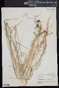 Arrhenatherum elatius image