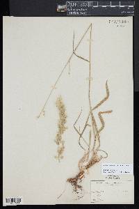 Arrhenatherum elatius image