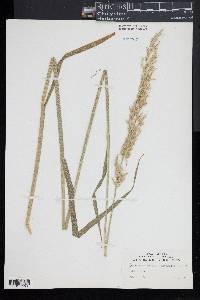 Arrhenatherum elatius image