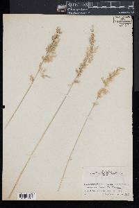 Arrhenatherum elatius image