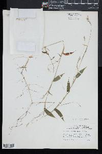 Arthraxon hispidus image