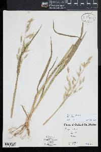 Avena sativa image