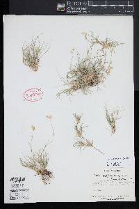 Bouteloua dactyloides image