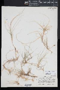 Bouteloua dactyloides image