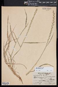 Lolium perenne subsp. multiflorum image