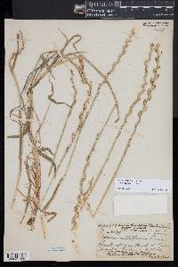 Lolium perenne subsp. multiflorum image