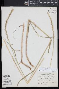 Lolium perenne subsp. multiflorum image