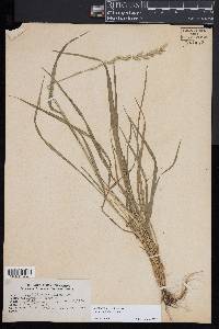 Lolium perenne subsp. multiflorum image