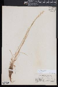 Lolium perenne subsp. multiflorum image