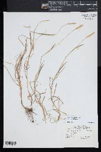 Alopecurus geniculatus image