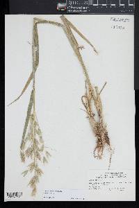 Avena sativa image