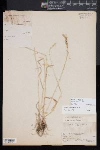 Bromus commutatus image