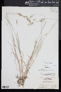 Bromus commutatus image