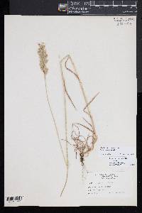 Bromus hordeaceus image