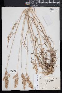 Bromus hordeaceus image