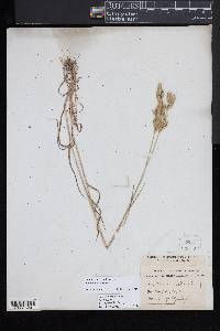 Bromus hordeaceus image