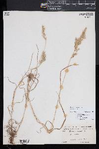 Bromus hordeaceus image