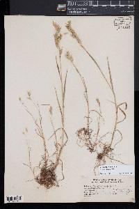 Bromus racemosus image