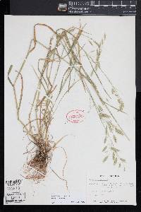 Bromus racemosus image