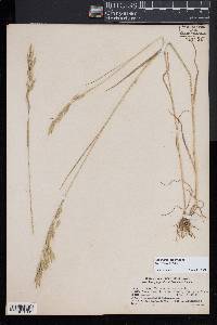 Bromus racemosus image