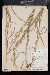 Bromus secalinus image