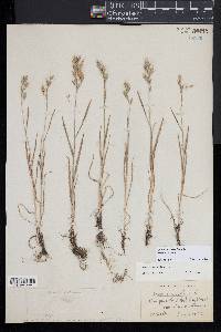 Bromus secalinus image